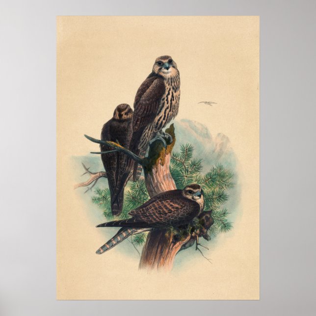 The Saker Falcon by Joseph Wolf Poster (Front)