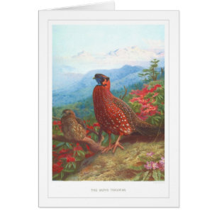 The Satyr Tragopan;
