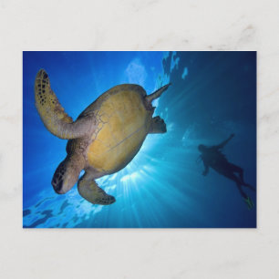 The Sea Turtle and Diver Postcard