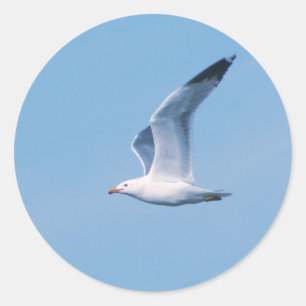 The Seagull Collection Classic Round Sticker