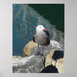 The Seagull Larry Day Ken Gauge Bird Photography Poster
