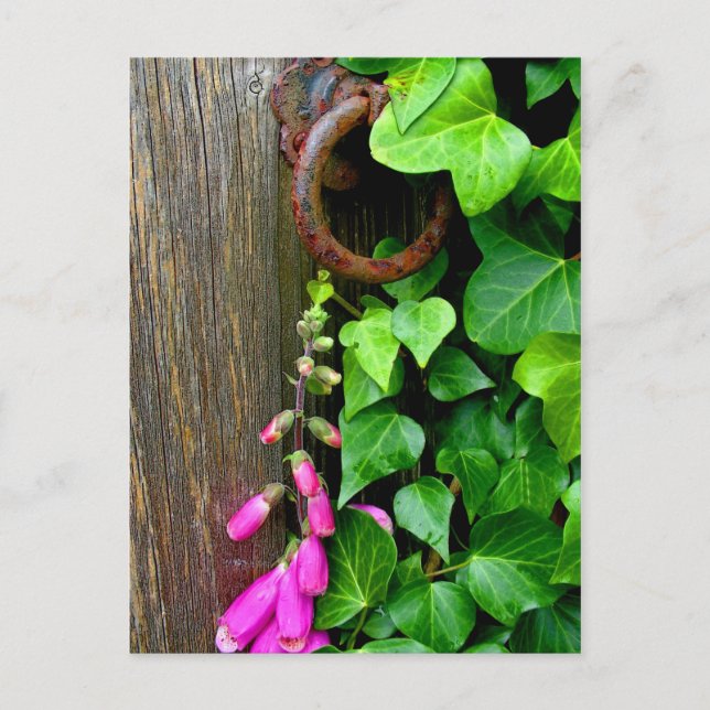 THE SECRET DOOR POSTCARD (Front)