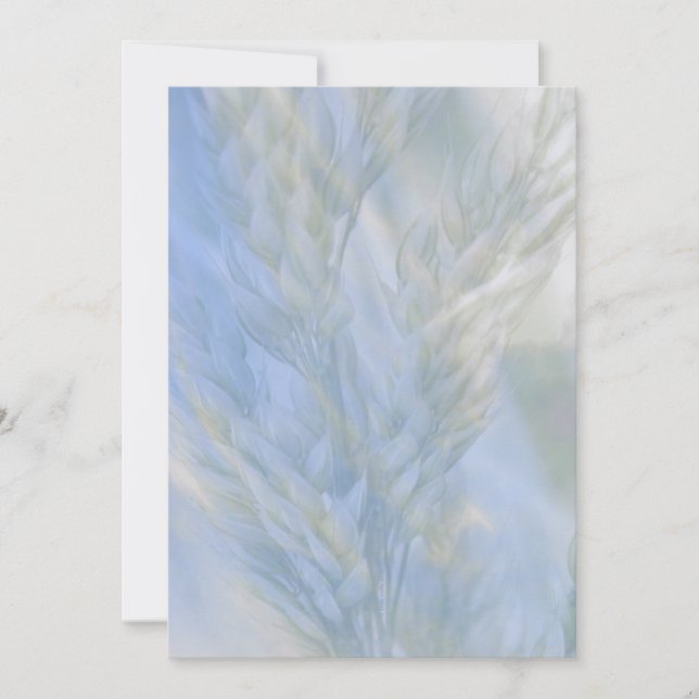 The Seed of Life (Front)