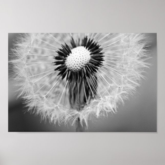 The Seeds of Tomorrow Poster (Front)