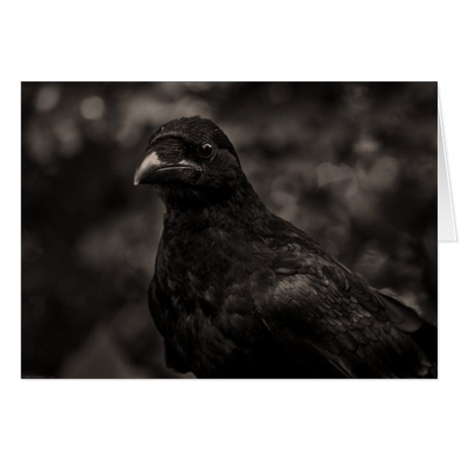 The Seeker (Front Horizontal)