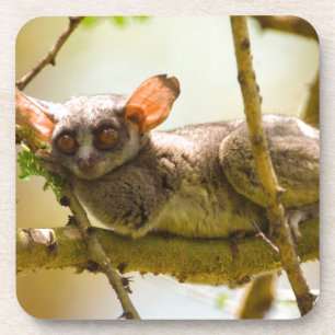 The Senegal Bushbaby (Galago Senegalensis) Coaster