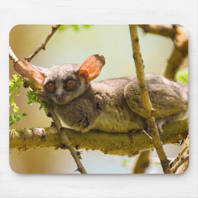 The Senegal Bushbaby (Galago Senegalensis) Mouse Pad (Front)
