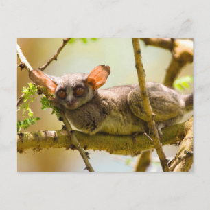 The Senegal Bushbaby (Galago Senegalensis) Postcard