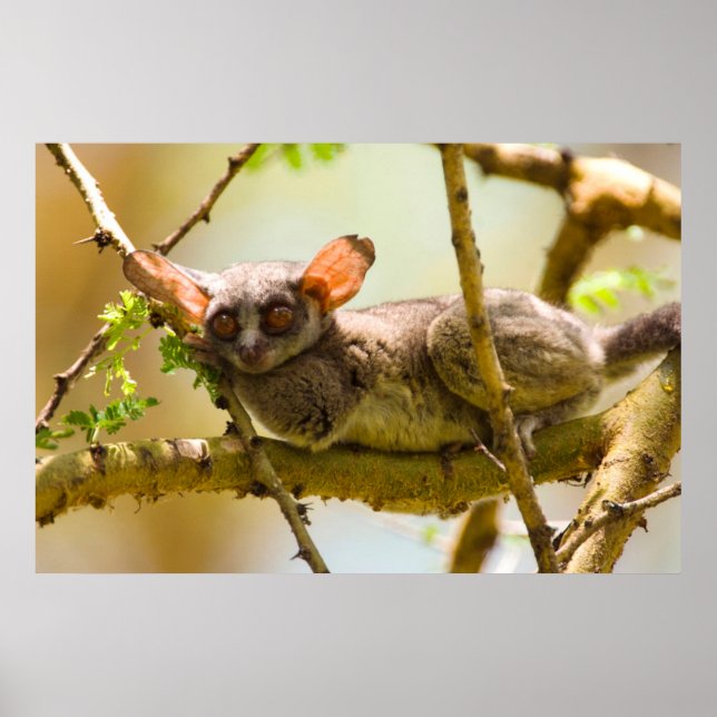 The Senegal Bushbaby (Galago Senegalensis) Poster (Front)