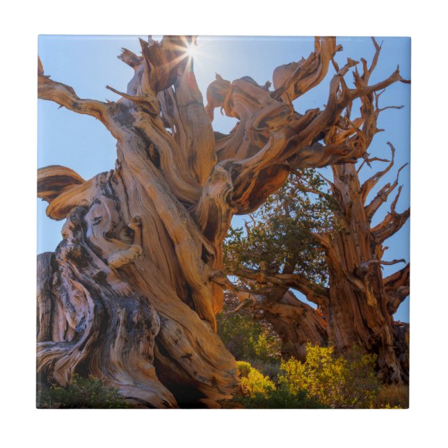 The Sentinel Tree Ceramic Tile (Front)