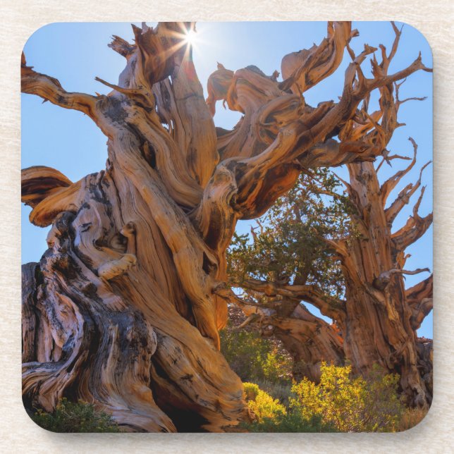 The Sentinel Tree Coaster (Front)