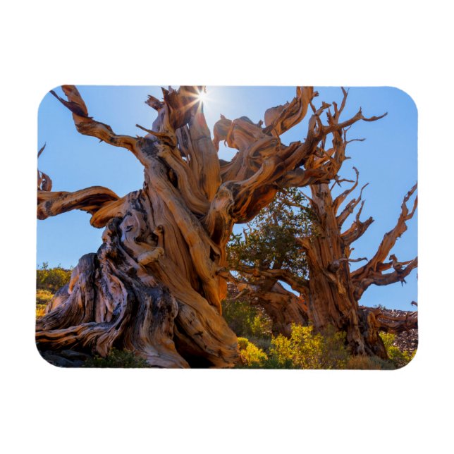 The Sentinel Tree Magnet (Horizontal)