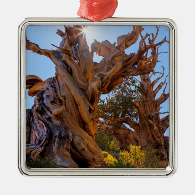 The Sentinel Tree Metal Ornament (Front)