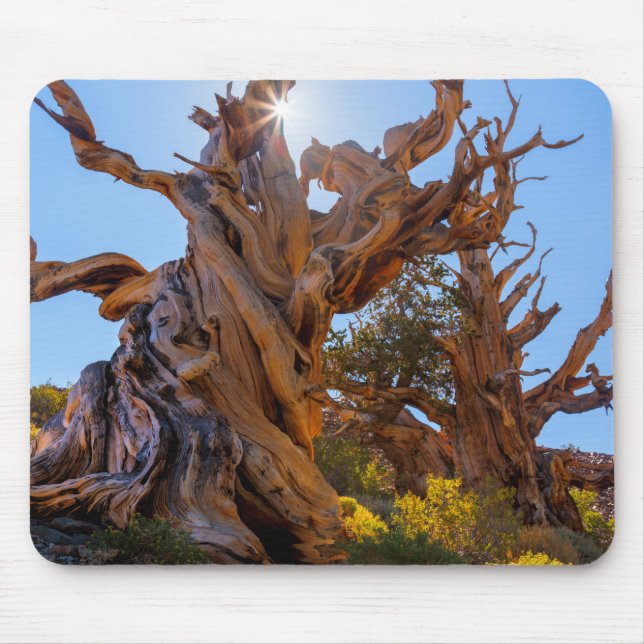 The Sentinel Tree Mouse Pad (Front)