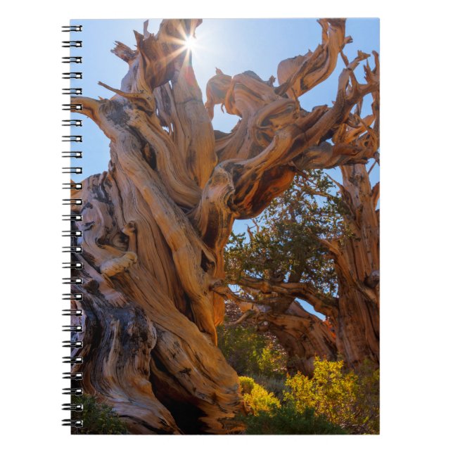 The Sentinel Tree Notebook (Front)