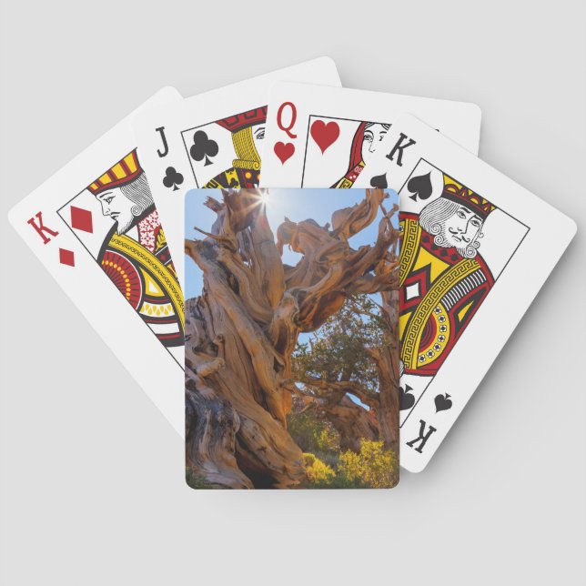 The Sentinel Tree Playing Cards (Back)