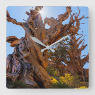 The Sentinel Tree Square Wall Clock