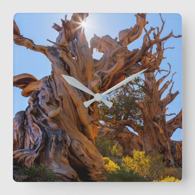 The Sentinel Tree Square Wall Clock (Front)
