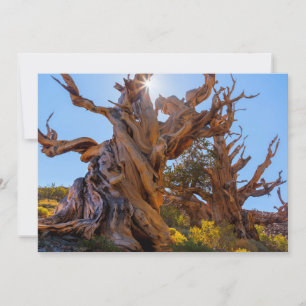The Sentinel Tree Thank You Card