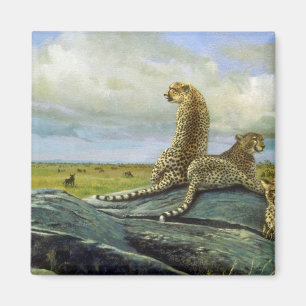 The Serengeti, Cheetah Magnet