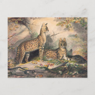 The Serval by Joseph Wolf Postcard