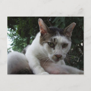 The sharp, piercing gaze of a stray cat. postcard