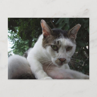The sharp, piercing gaze of a stray cat. postcard