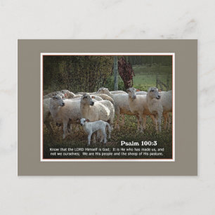 The Sheep of His PasturewScripture Postcard
