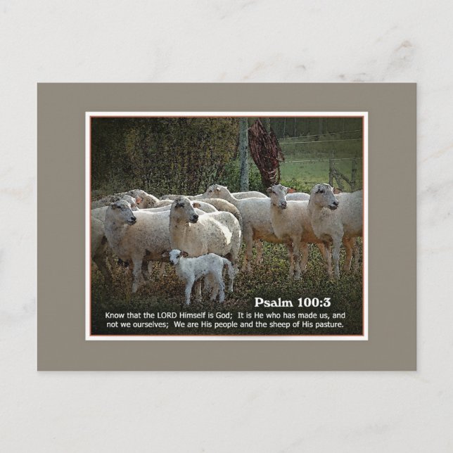 The Sheep of His PasturewScripture Postcard (Front)