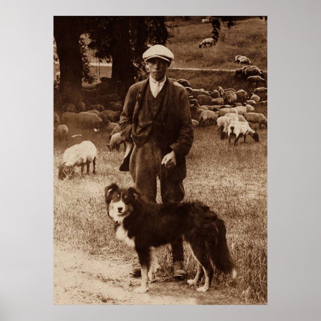 "The Shepherd"~Border Collie Poster (Front)