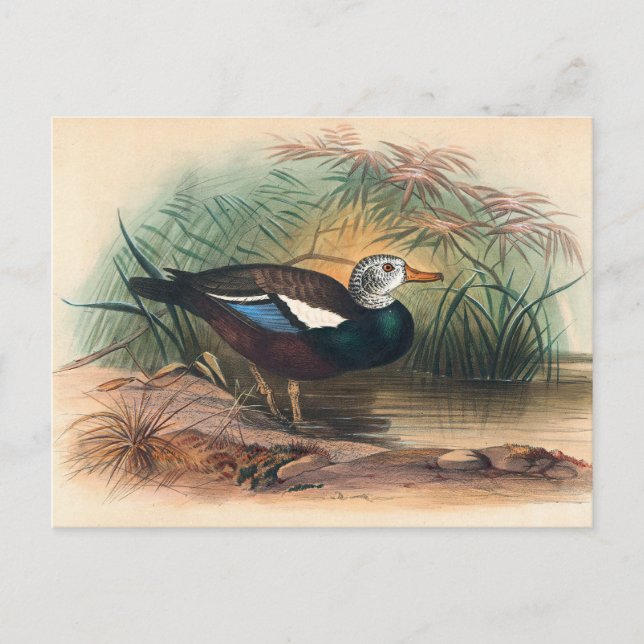The Shielded Duck by Joseph Wolf Postcard (Front)