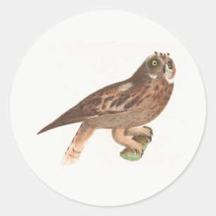 The Short-eared Owl (Otus palustris) New York Bird Classic Round Sticker