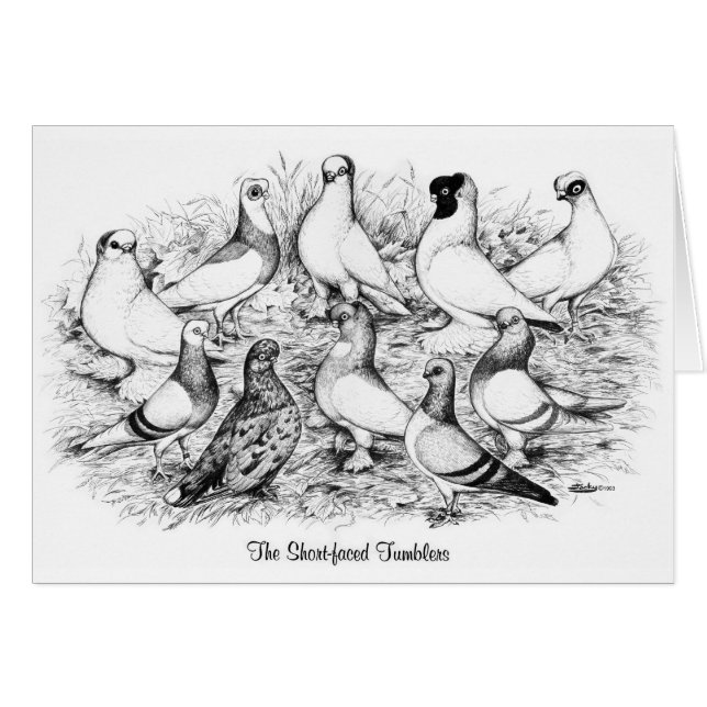 The Short-faced Tumbler Pigeons (Front Horizontal)