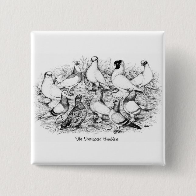 The Short-faced Tumbler Pigeons 15 Cm Square Badge (Front)