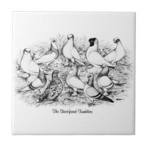 The Short-faced Tumbler Pigeons Ceramic Tile