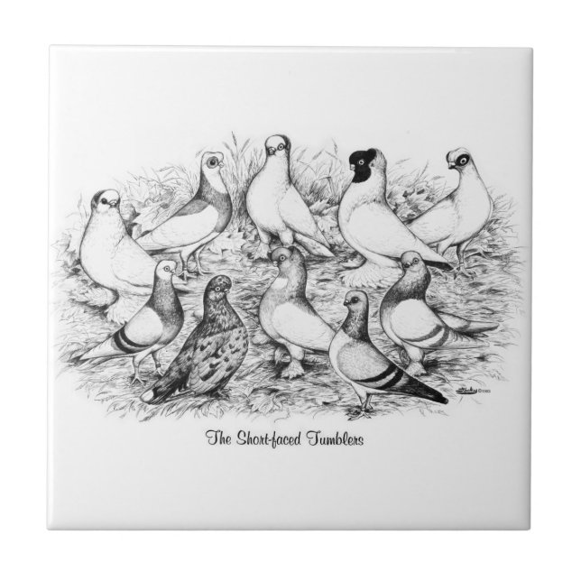 The Short-faced Tumbler Pigeons Ceramic Tile (Front)