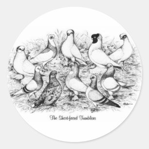 The Short-faced Tumbler Pigeons Classic Round Sticker