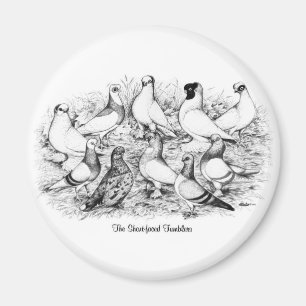 The Short-faced Tumbler Pigeons Magnet