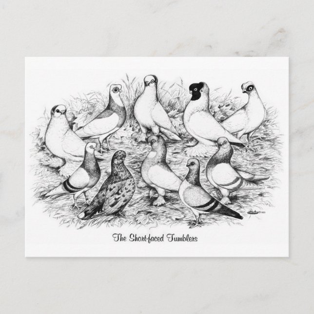 The Short-faced Tumbler Pigeons Postcard (Front)