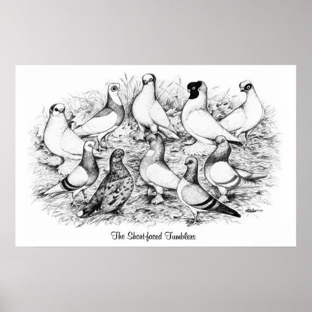 The Short-faced Tumbler Pigeons Poster (Front)