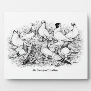 The Short-faced Tumblers Plaque