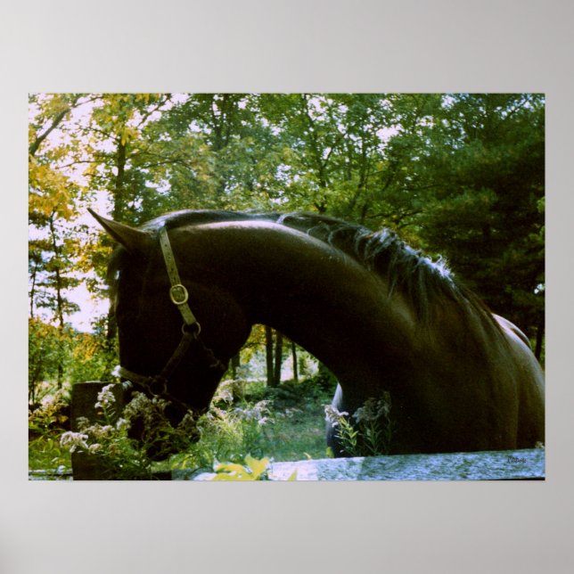 The Shy Horse Poster (Front)