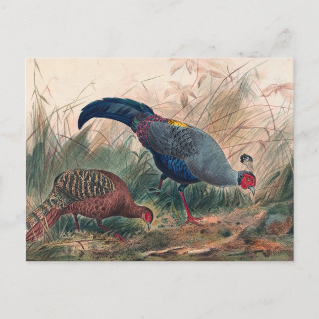 The Siamese Pheasant by Joseph Wolf Postcard (Front)