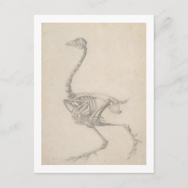 The Skeleton of a Fowl, from the series 'A Compara Postcard (Front)