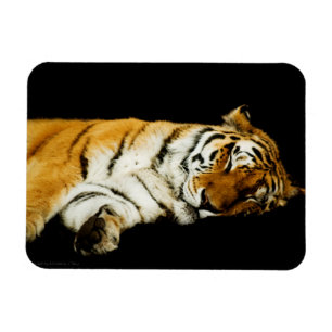 The Sleeping Amur Premium Magnet