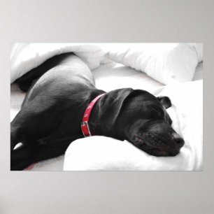 The sleeping dog poster