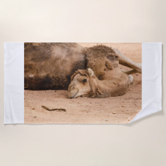 the sleepy look of a dromedary on beach towels