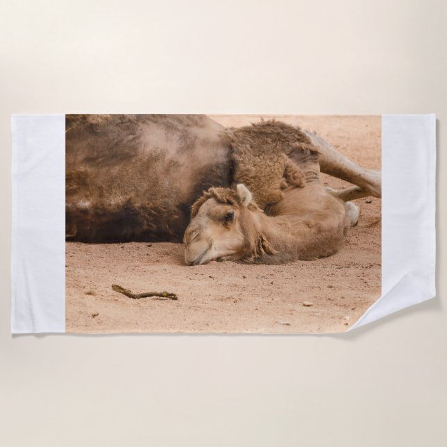 the sleepy look of a dromedary on beach towels (Front)