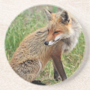 The_Sly_Look Coaster