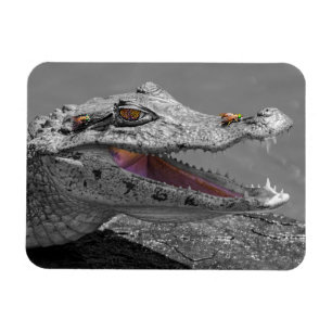 The smiling crocodile and the flies magnet